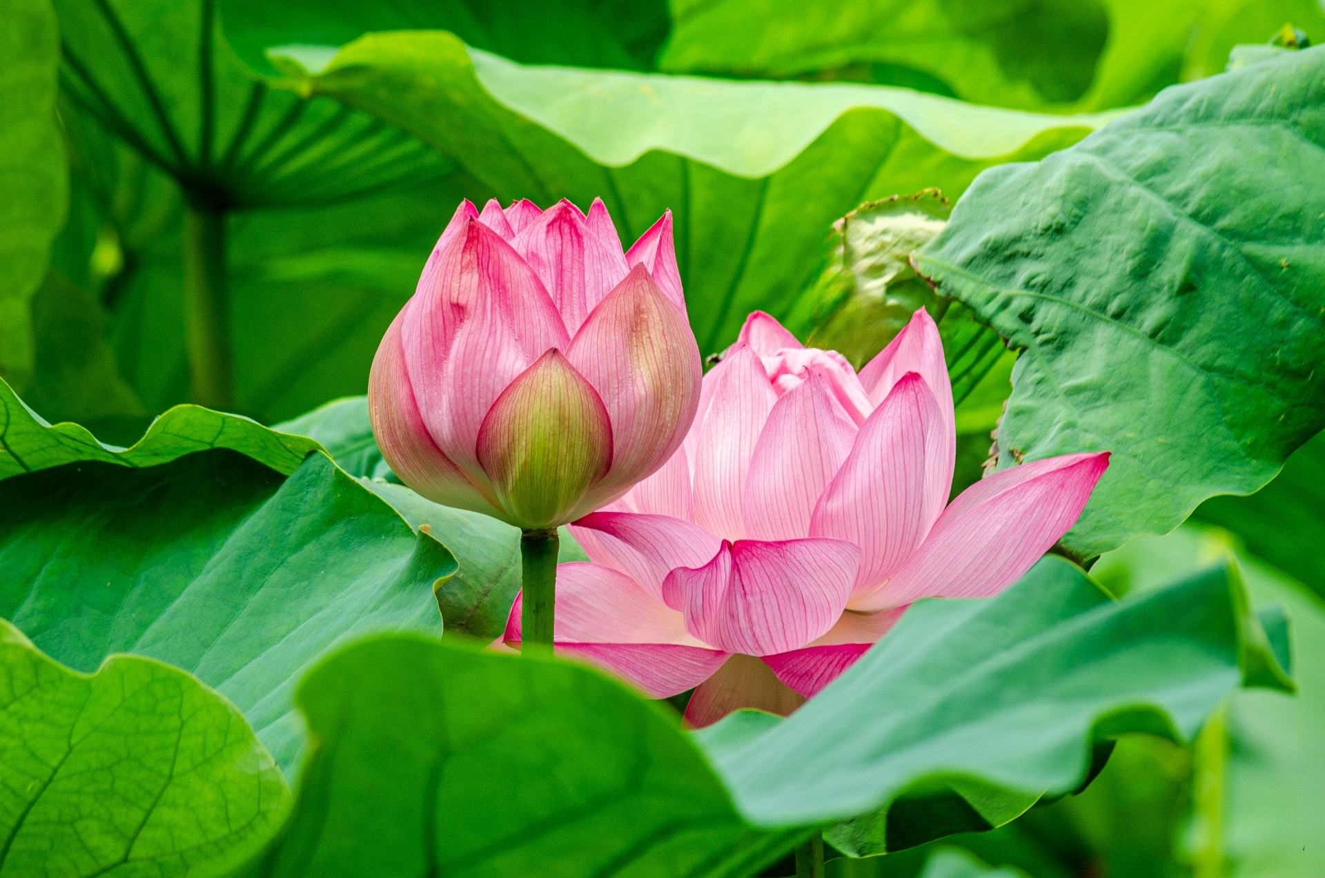 蓮の花　観修寺　京都