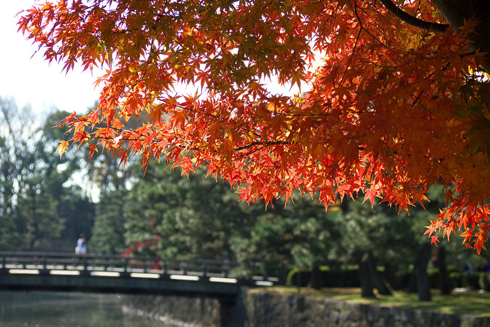 京都で紅葉を楽しむなら二条城は散策しながら紅葉を鑑賞できるおすすめ観光スポット 見ごろや見どころ 周辺の紅葉観光情報をご紹介 Caedekyoto カエデ京都 紅葉と伝統美を引き継ぐバッグ