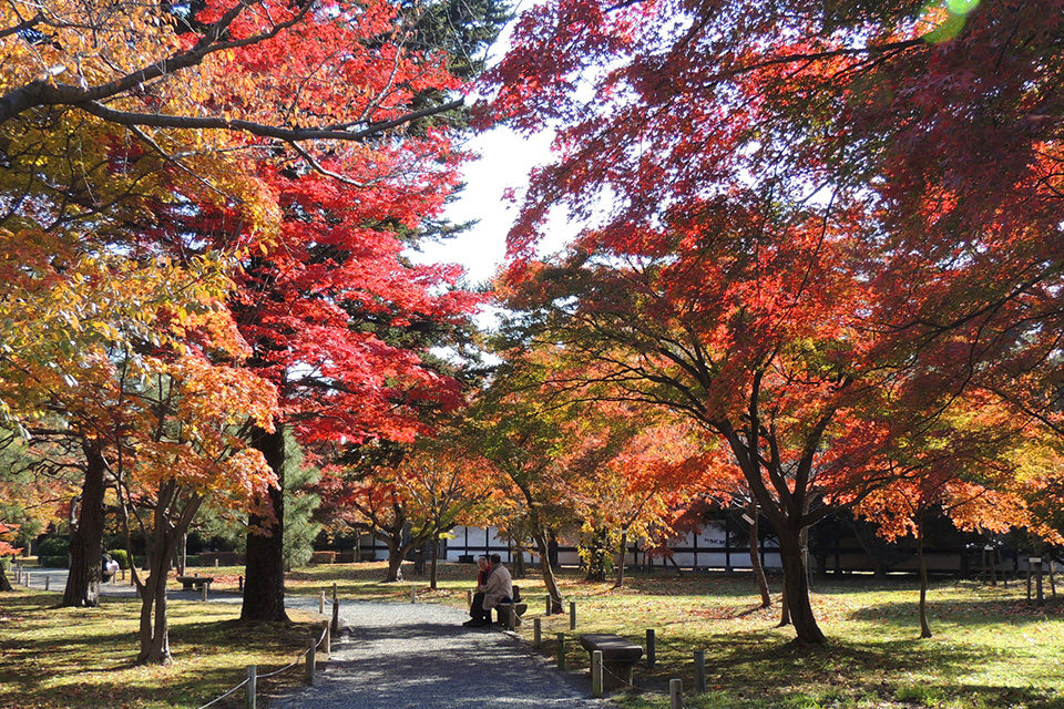 京都で紅葉を楽しむなら二条城は散策しながら紅葉を鑑賞できるおすすめ観光スポット 見ごろや見どころ 周辺の紅葉観光情報をご紹介 Caedekyoto カエデ京都 紅葉と伝統美を引き継ぐバッグ