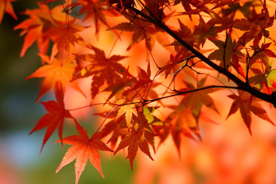 京都宇治市也有很多觀賞美麗楓葉的景點 下面就向大家介紹宇治的遊玩指南和觀光景點 Caedekyoto カエデ京都 紅葉と伝統美を引き継ぐバッグ