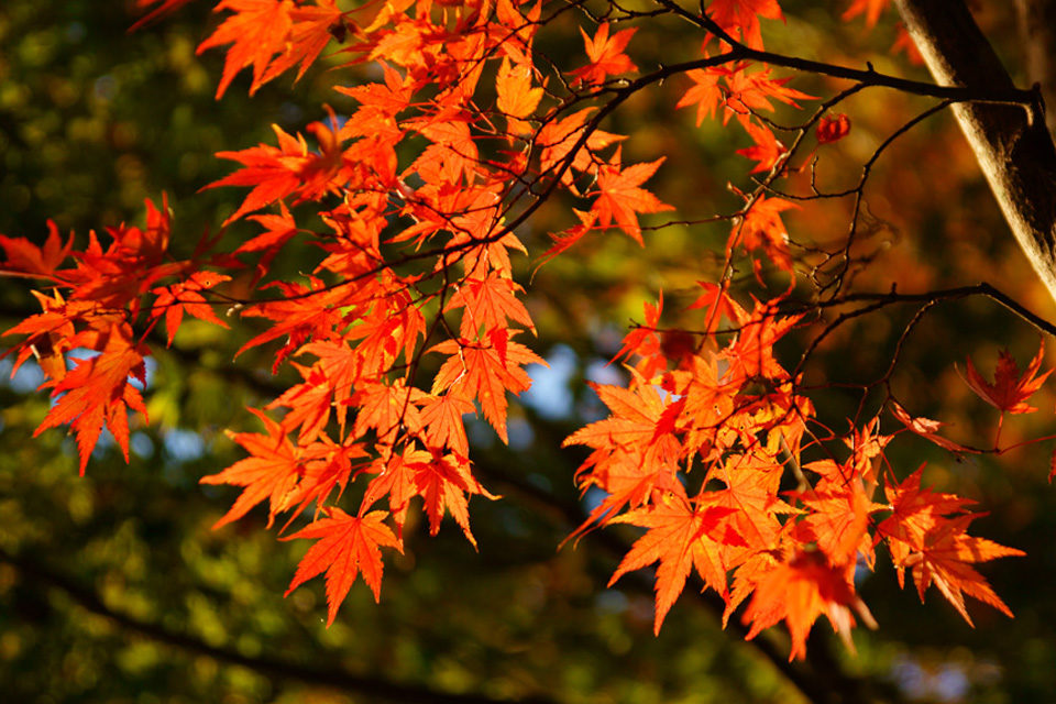 目標只有一個拍攝一張秋季京都紅葉的照片上傳到insta吧 有些地方禁止拍照 Caedekyoto カエデ京都 紅葉と伝統美を引き継ぐバッグ