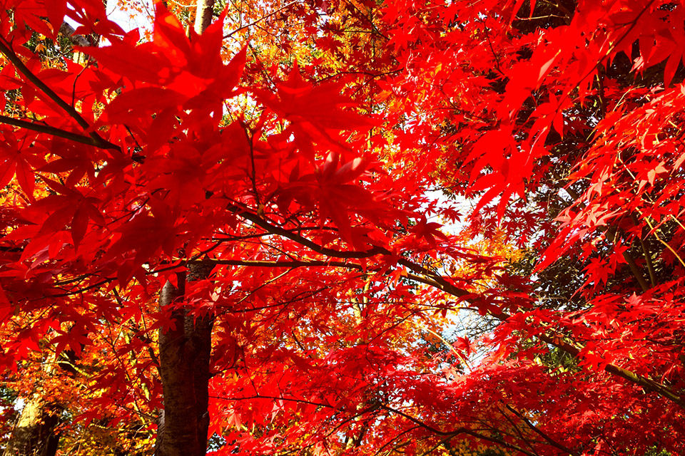 山肌を色鮮やかに染め上げる美しい紅葉を堪能 京都らしい紅葉を楽しむことができる人気スポットをご紹介 Caedekyoto カエデ京都 紅葉 と伝統美を引き継ぐバッグ