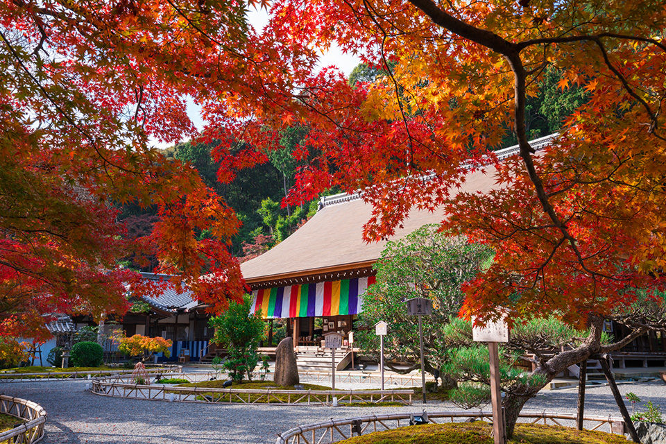 如果到京都旅遊 絕不能錯過的紅葉景點 嵐山 Caedekyoto カエデ京都 紅葉と伝統美を引き継ぐバッグ