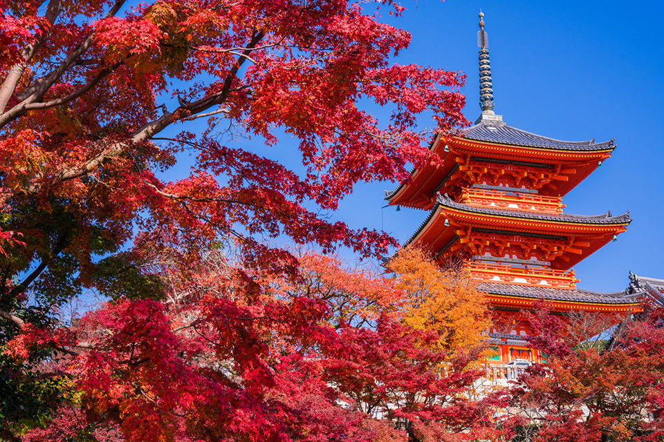 京都の紅葉観賞では せっかくの機会を時間ロスに終わらせないためにも コース設定の工夫が大切です Caedekyoto カエデ京都 紅葉 と伝統美を引き継ぐバッグ