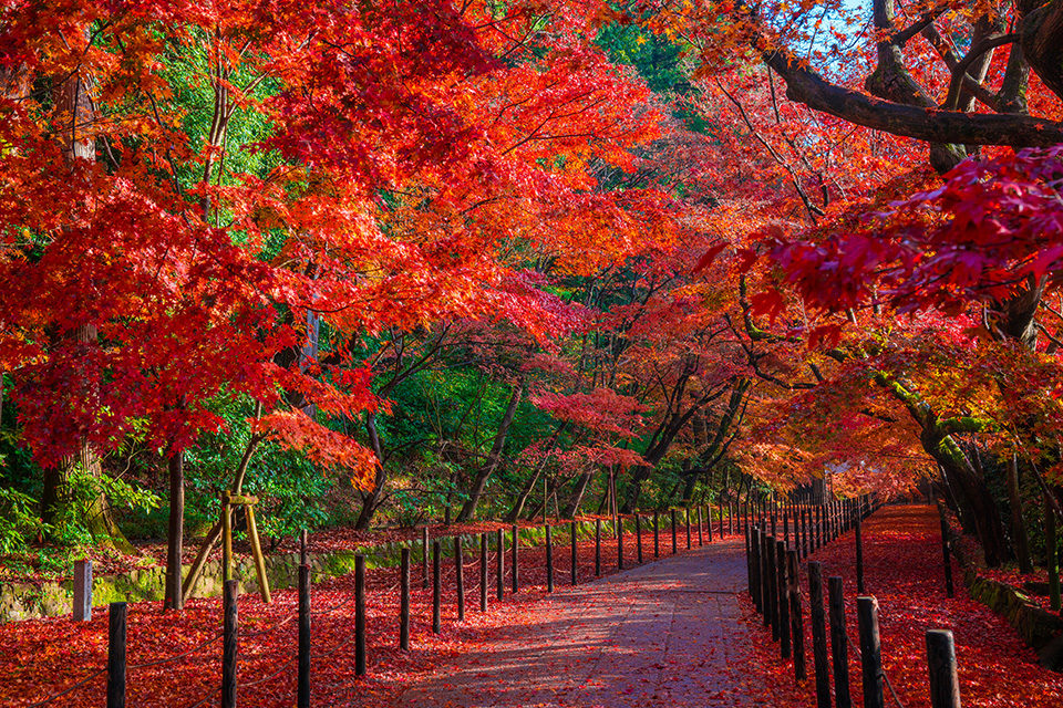 京都の紅葉ならcmでも取り上げられた光明寺がおすすめ 真っ赤に燃えるような紅葉を心ゆくまで堪能できる光明寺についてご紹介 Caedekyoto カエデ京都 紅葉と伝統美を引き継ぐバッグ