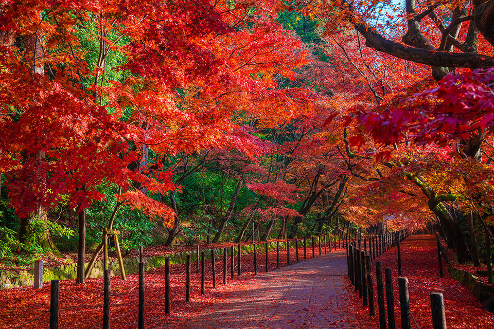 光明寺是欣賞京都紅葉的好地方嗎 介紹光明寺內如同燃燒中的火紅色秋葉 Caedekyoto カエデ京都 紅葉と伝統美を引き継ぐバッグ