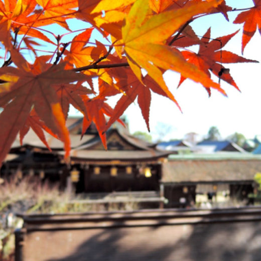 遅くても大丈夫 年京都で12月に紅葉を楽しめるスポット15選 Caedekyoto カエデ京都 紅葉と伝統美を引き継ぐバッグ