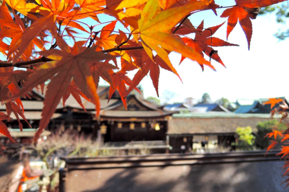 京都の紅葉シーズンにゆったり散策できるスポットは 秋の京都でも比較的人が少ないおすすめ紅葉スポットをご紹介 Caedekyoto カエデ京都 紅葉と伝統美を引き継ぐバッグ