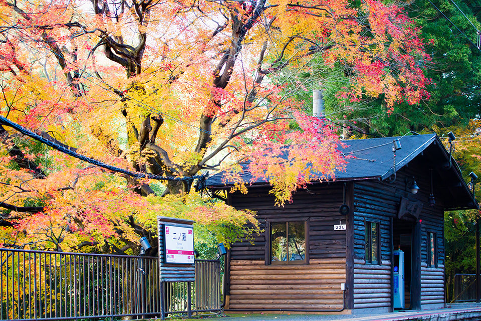 京都で紅葉を楽しむなら叡山電車の もみじのトンネル は必見 昼間も日没後も 叡山電車で秋の京都を満喫しましょう Caedekyoto カエデ京都 紅葉と伝統美を引き継ぐバッグ