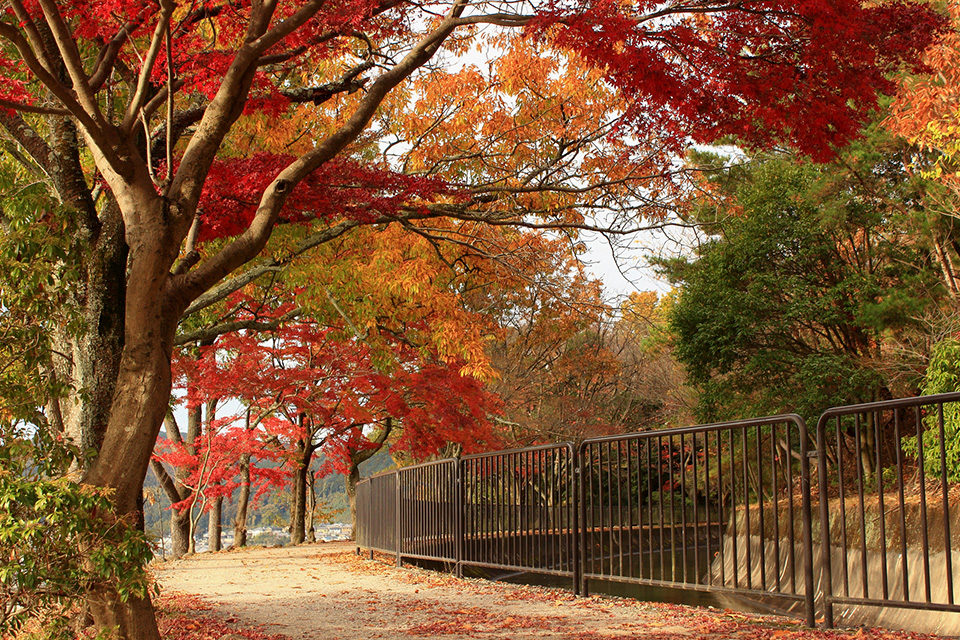 こんなところにも 京都の無料で紅葉を楽しめる穴場名所12選 Caedekyoto カエデ京都 紅葉と伝統美を引き継ぐバッグ