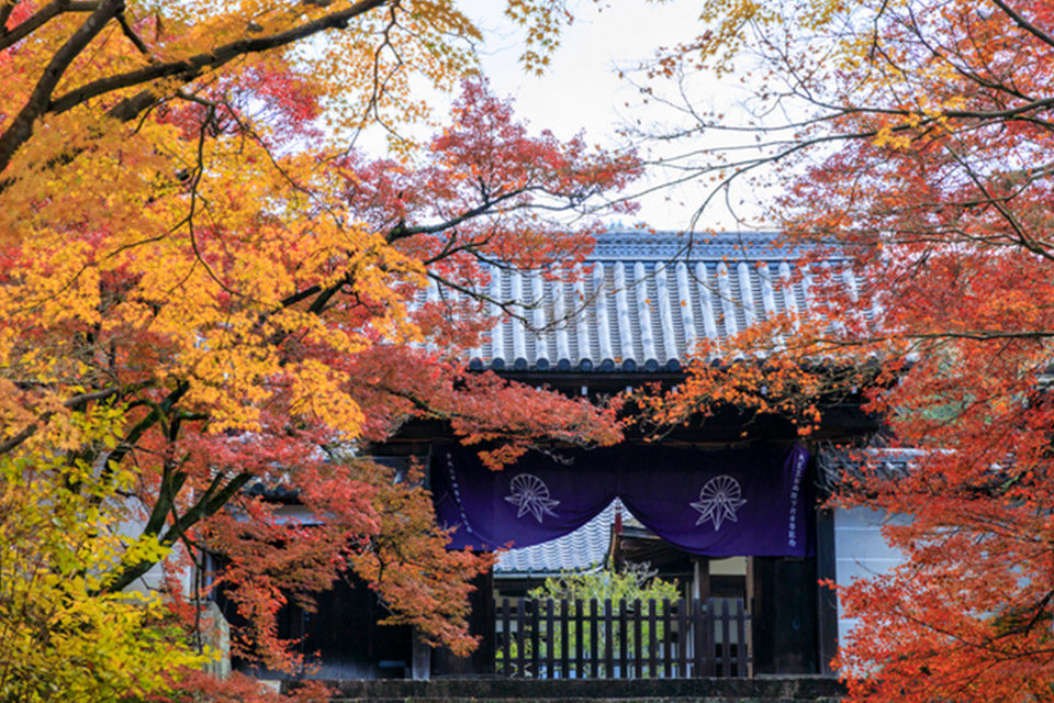 最受外國人歡迎的京都寺廟及神社排名 Caedekyoto カエデ京都 紅葉と伝統美を引き継ぐバッグ