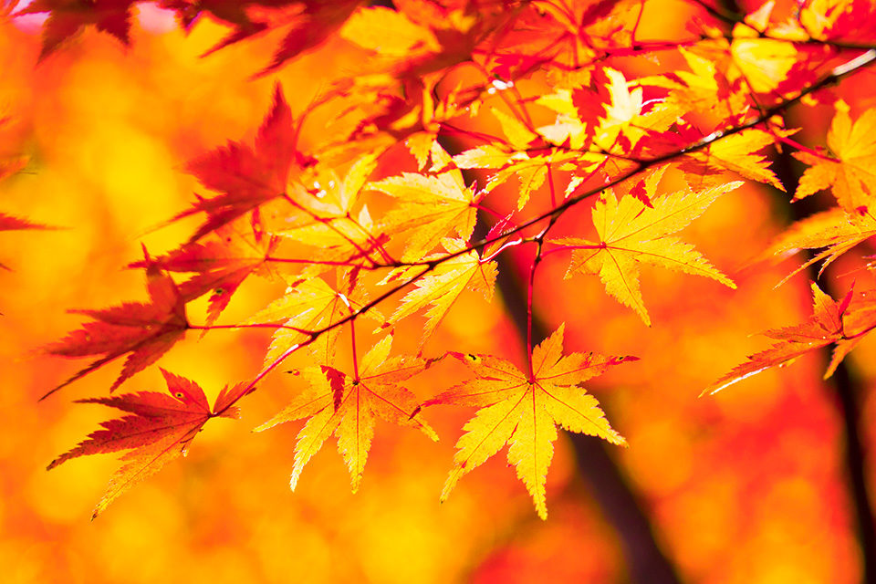 京都の紅葉が美しいには理由がある 紅葉する葉の主な種類とおすすめ紅葉スポットをご紹介 Caedekyoto カエデ京都 紅葉 と伝統美を引き継ぐバッグ