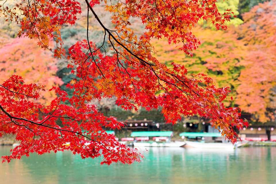亀岡から嵐山に流れ込む保津川 保津川下りの舞台でもあり 紅葉が映える急流を遊船で楽しんでみましょう Caedekyoto カエデ京都 紅葉 と伝統美を引き継ぐバッグ