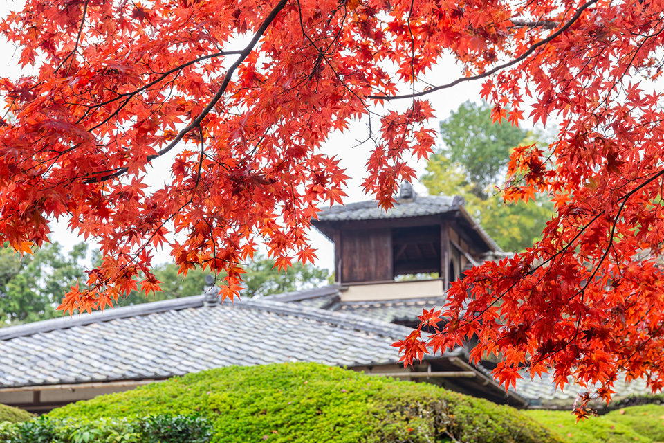 如同在相框表起來的紅葉景色 京都紅葉景點圓光寺 Caedekyoto カエデ京都 紅葉と伝統美を引き継ぐバッグ