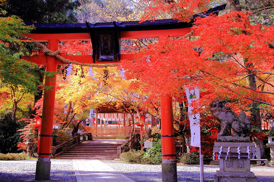 京都の紅葉を堪能するなら神社巡りがおすすめ 神社の鳥居と鮮やかな紅葉が見られる定番スポットから穴場スポットまでご紹介 Caedekyoto カエデ京都 紅葉と伝統美を引き継ぐバッグ