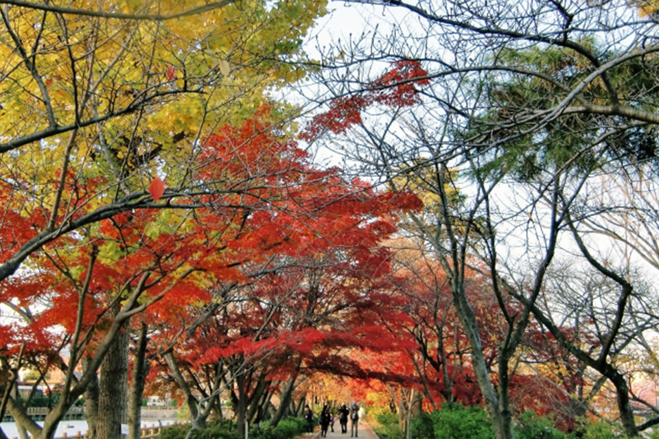 長岡天満宮の紅葉