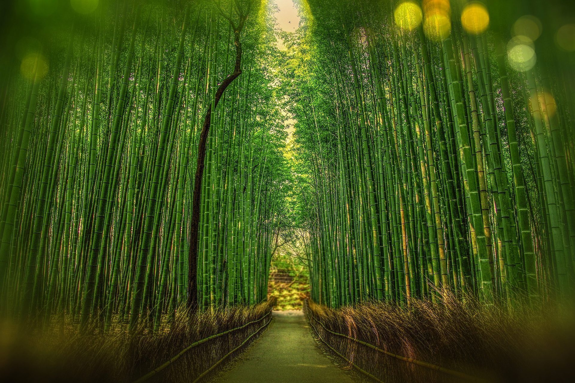 京都竹林の道