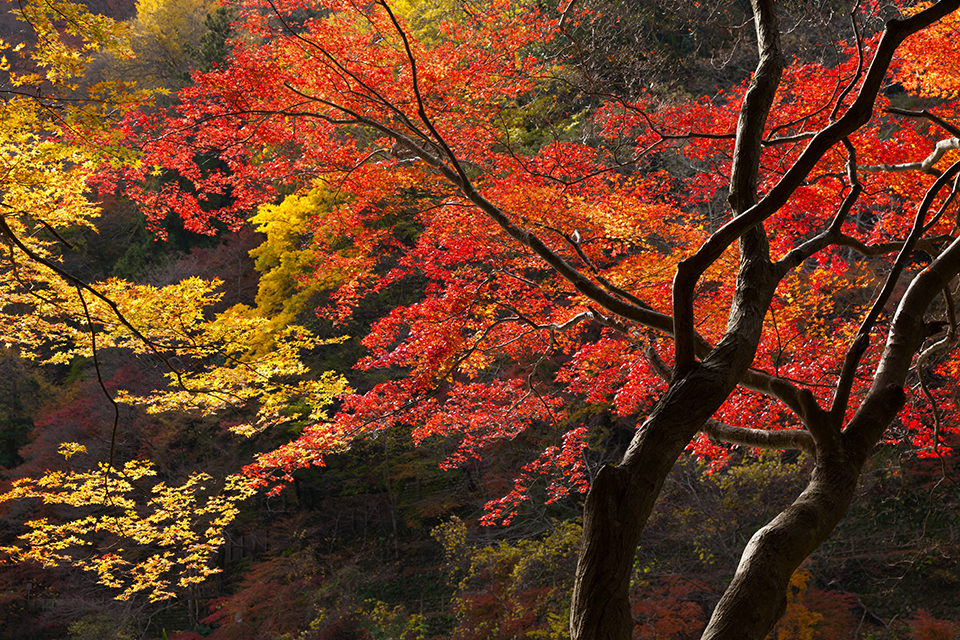 The joy of driving! 8 places to enjoy red maple leaves with plenty parking spaces