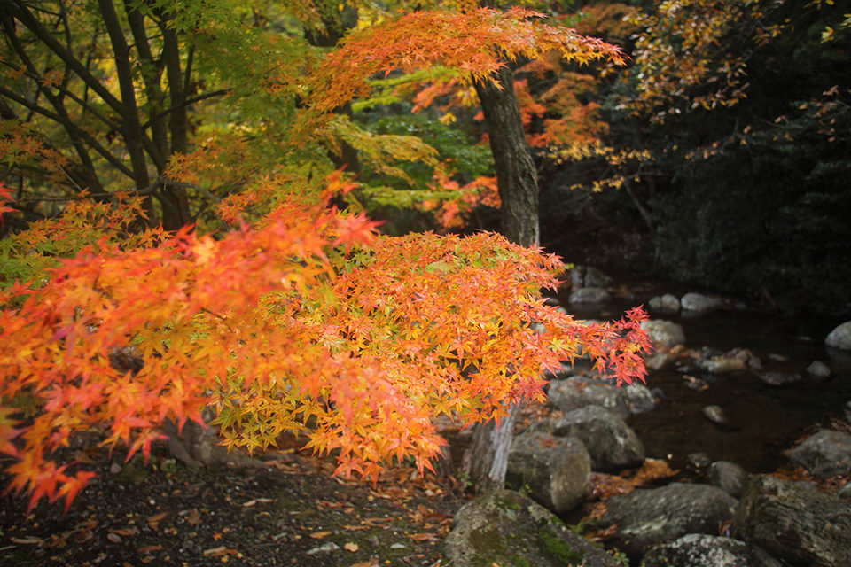 京都・南丹市で紅葉狩り！絶対に訪れたい「るり渓」のおすすめ紅葉スポットと楽しみ方をご紹介！