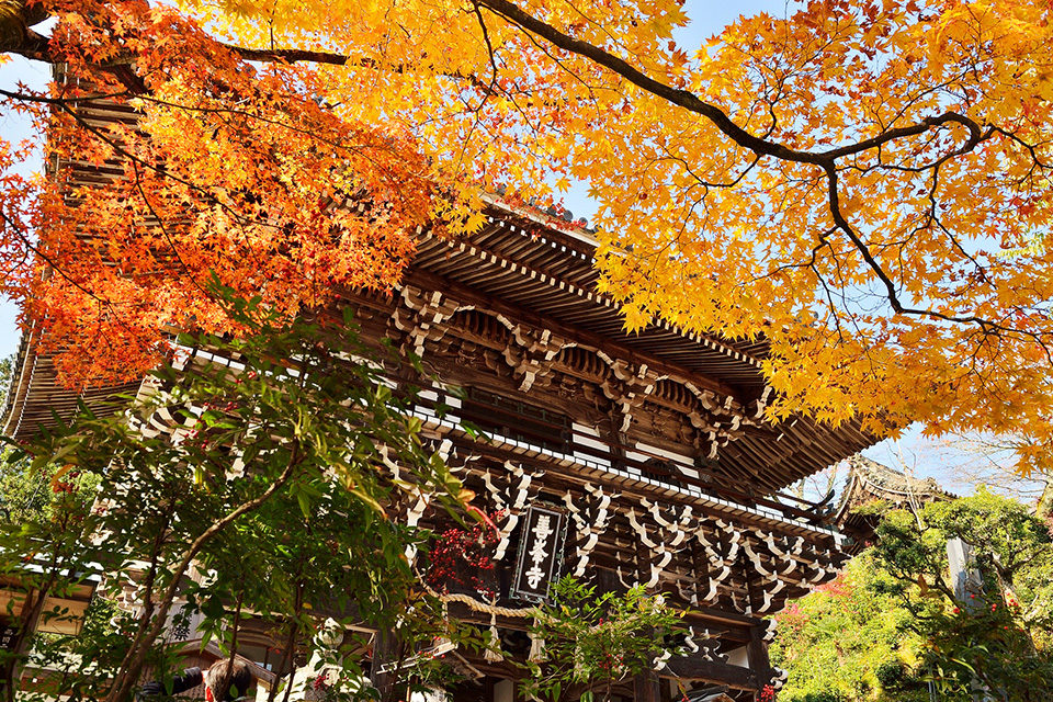 京都紅葉の善峯寺