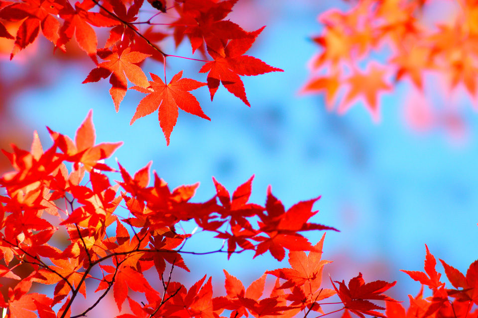 京都宇治にも美しい紅葉の名所がたくさん！京都からも足を延ばしやすい宇治の散策コースとともに紅葉の名所をご紹介！