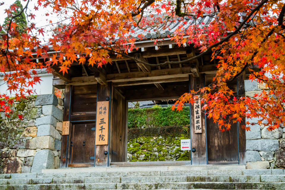 The contrast beauty of bright red leaves against deep green mosses! Fall foliage at Ohara Sanzen-in Temple in Kyoto.