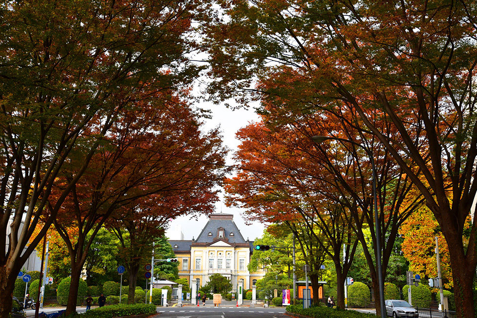 京都府庁へ向かう紅葉の路