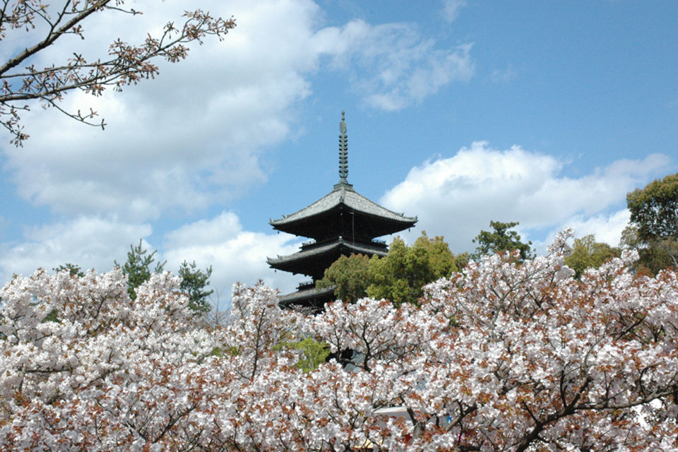 仁和寺-桜