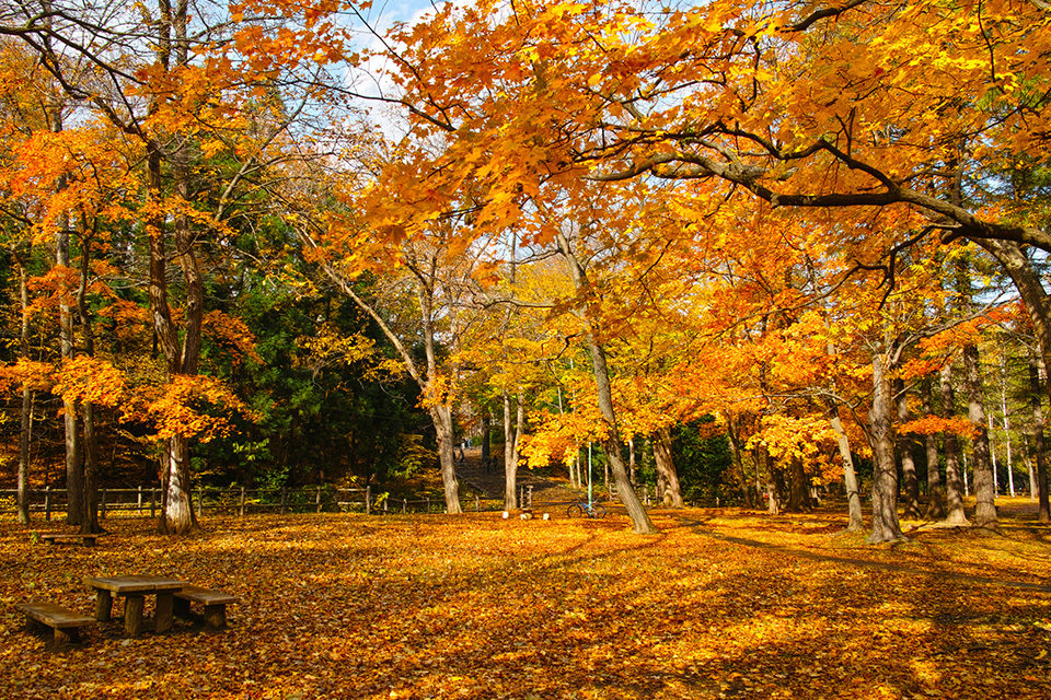 円山公園の紅葉