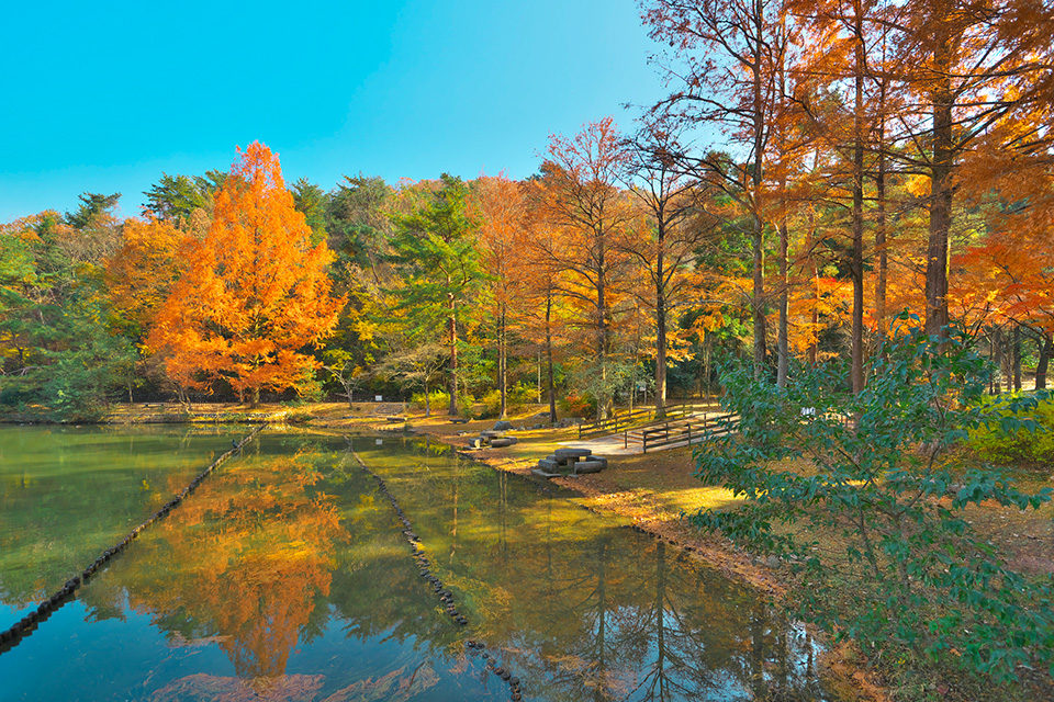 宝が池の秋
