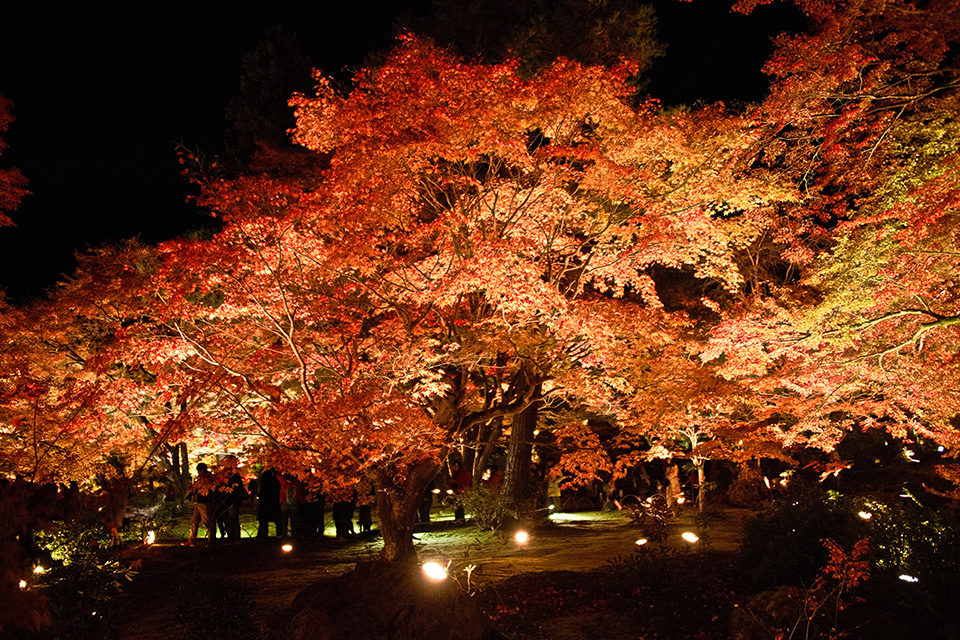 宝厳院の紅葉