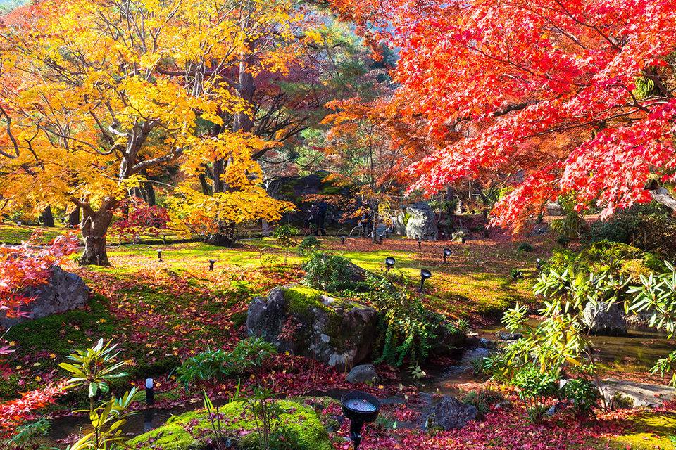 Well known for Japanese costume dramas. Fall foliage of Hogonin Temple at Kyoto