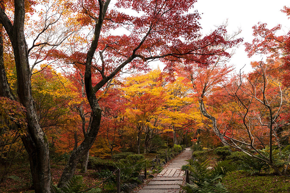 宝筐院紅葉