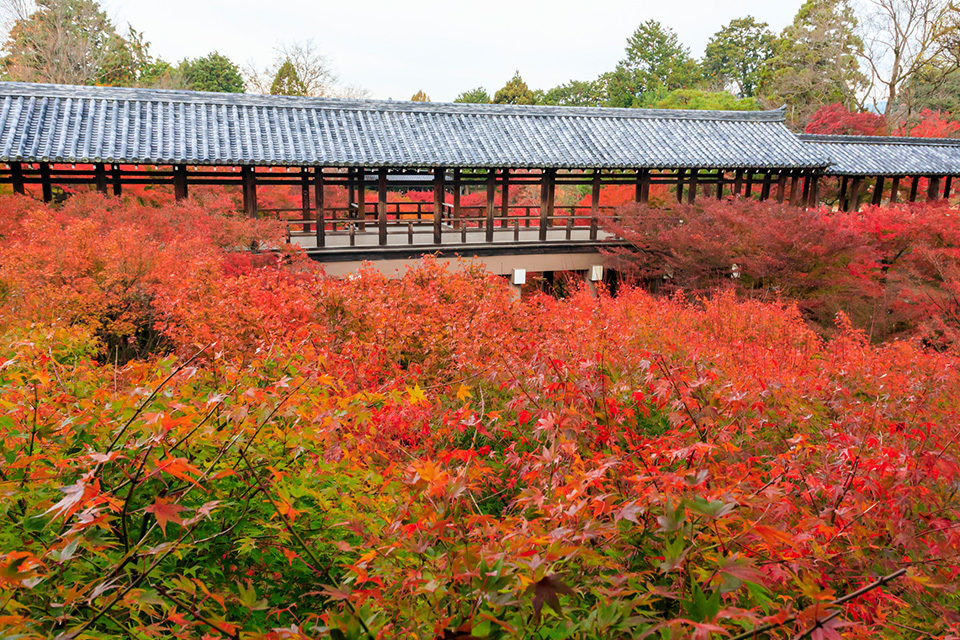 NO1: Tofuku-ji Temple, popular for the Tsuten Bridge