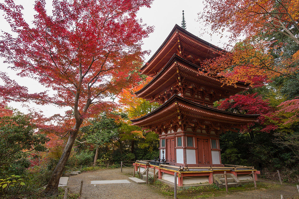 浄瑠璃寺の紅葉