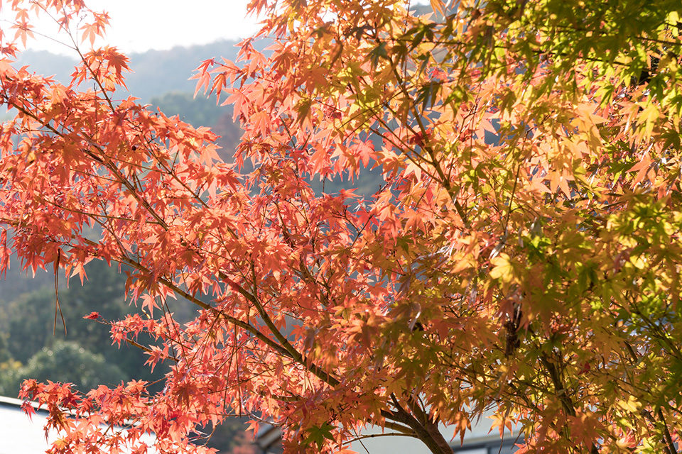 秋の京都嵐山