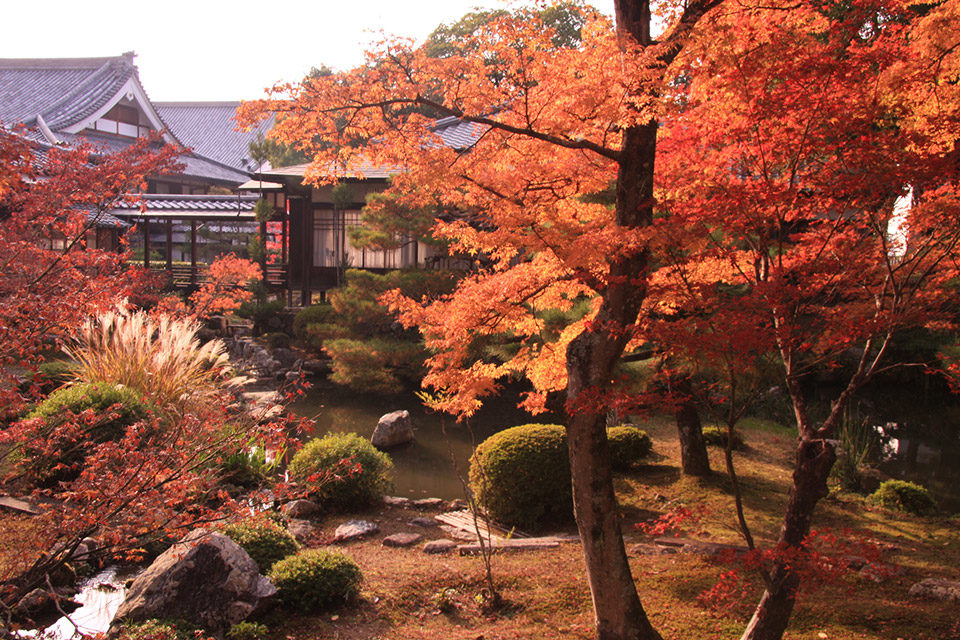 秋の大覚寺庭園