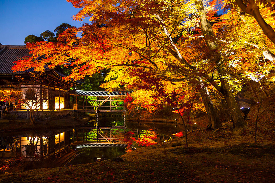 京都の代表的な繁華街・祇園。京都・祇園で楽しむことができる紅葉スポットと見どころをご紹介します！