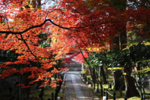 When is the best time to observe Kyoto red leaves? Recommend the sightseeing spots both for red leaves and interesting views.