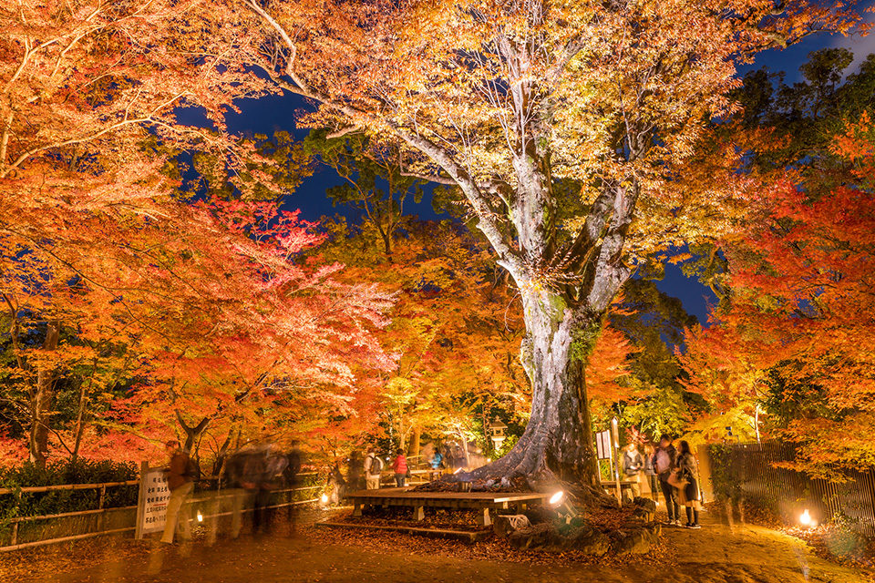 京都の紅葉 ライトアップ情報 年に訪れるべきなのはここ Caedekyoto カエデ京都 紅葉と伝統美を引き継ぐバッグ