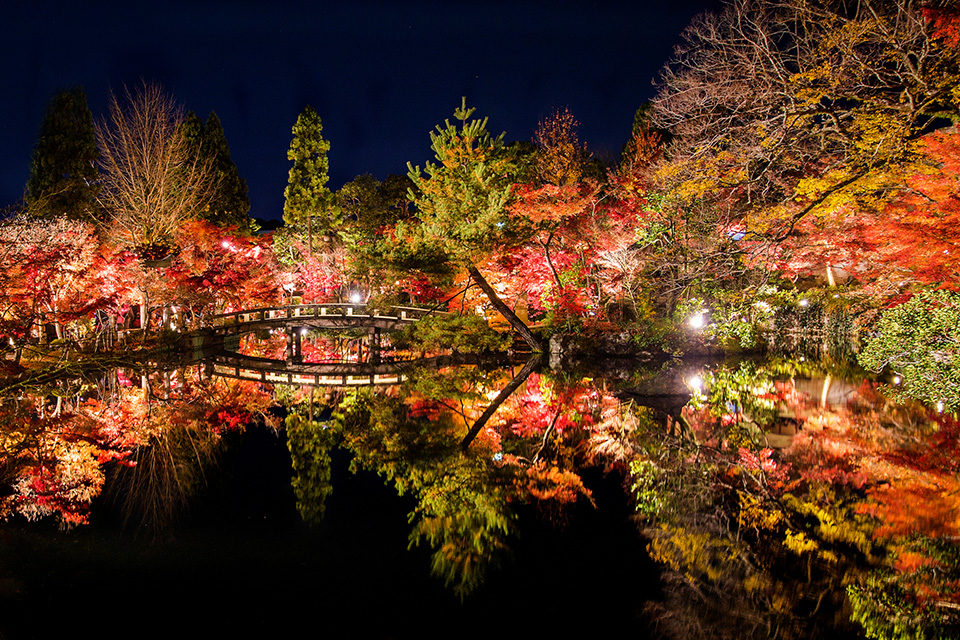 夜の紅葉狩りは京都 永観堂 鮮やかな紅葉を照らすライトアップは格別な美しさ Caedekyoto カエデ京都 紅葉と伝統美を引き継ぐバッグ