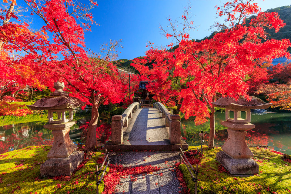 每年都在京都紅葉景點排名上榜的 永觀堂 紅葉情報 Caedekyoto カエデ京都 紅葉と伝統美を引き継ぐバッグ