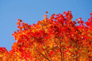勝持寺　紅葉　京都