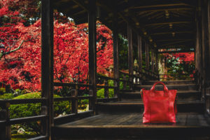 京都　大覚寺の紅葉