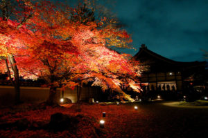 京都　高台寺　紅葉　ライトアップ