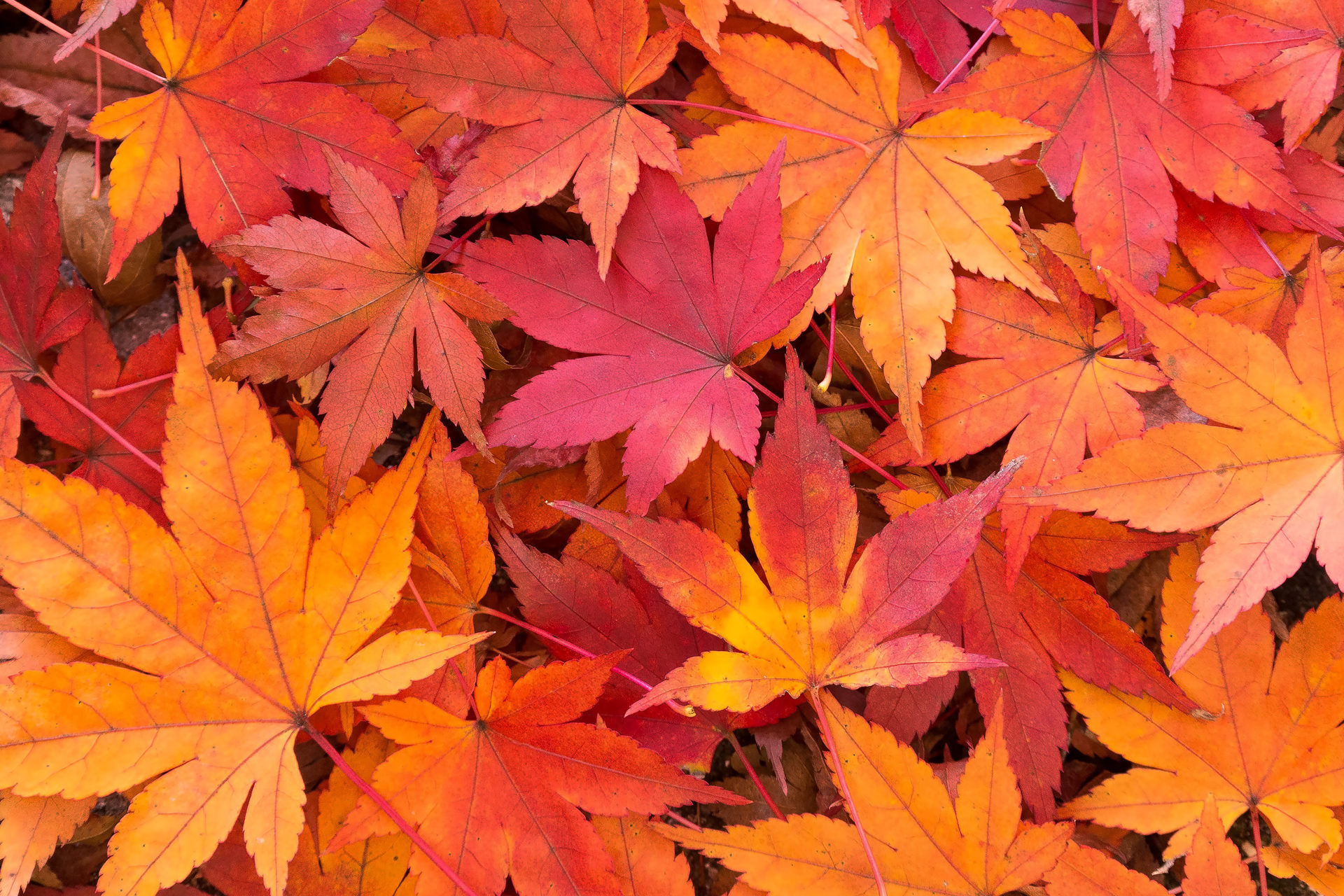 京都の紅葉時期