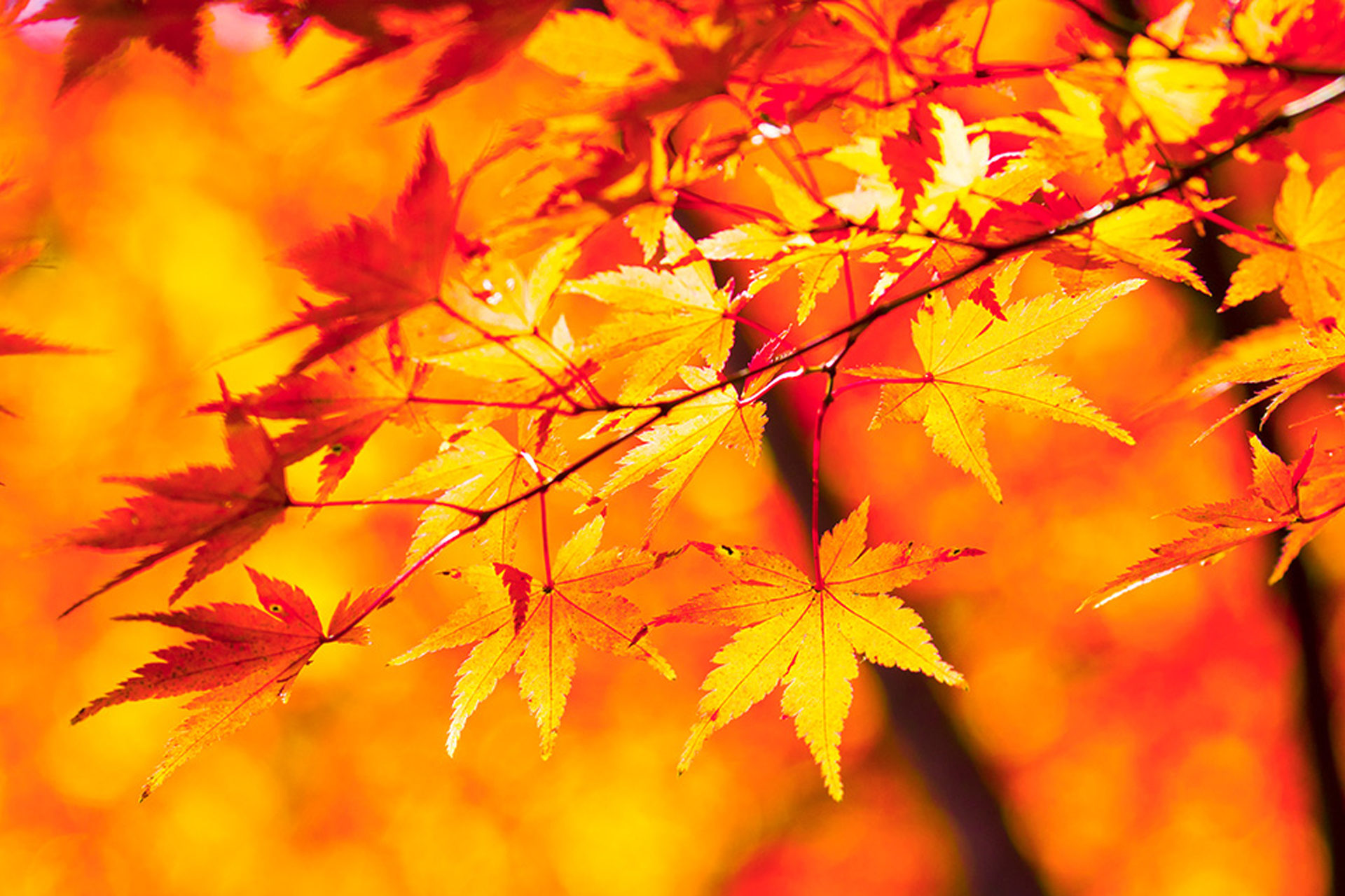 京都府立植物園 紅葉