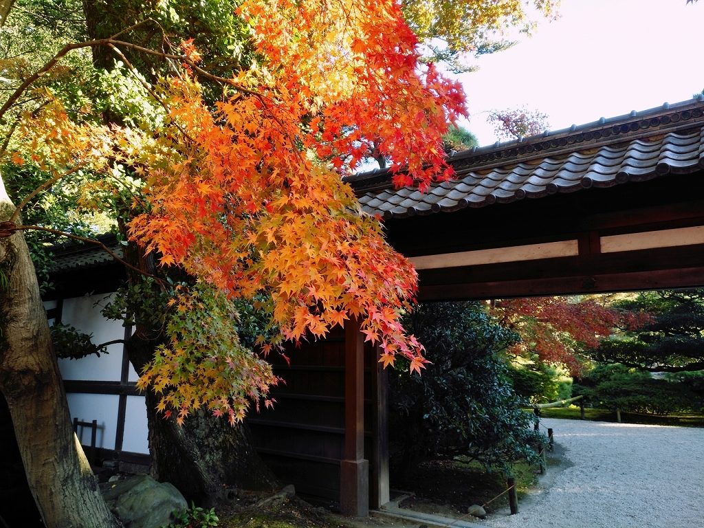 京都御苑紅葉