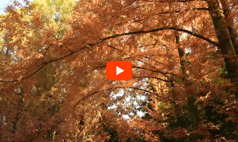 京都 京都府立植物園 紅葉(4K) カエデ・エリシア京都 caede|L’ELISIR KYOTO