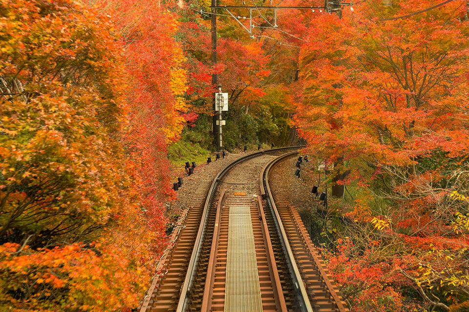 電車の中から紅葉を楽しもう 叡山電車の もみじのトンネル Caedekyoto カエデ京都 紅葉と伝統美を引き継ぐバッグ